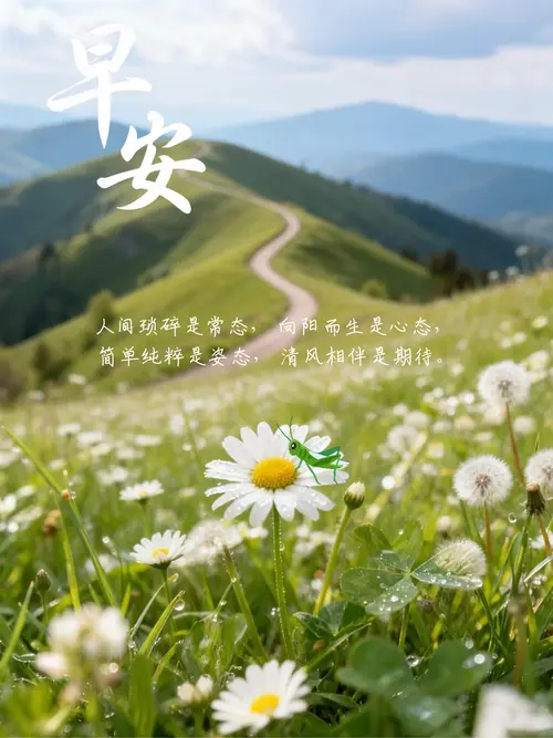 山野雏菊治愈语录 - 剪映在线图片编辑模板